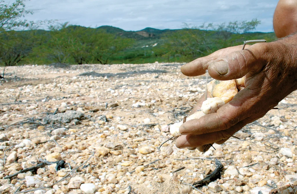 Desertificação ameaça 95% do RN e já impacta agricultura e pecuária