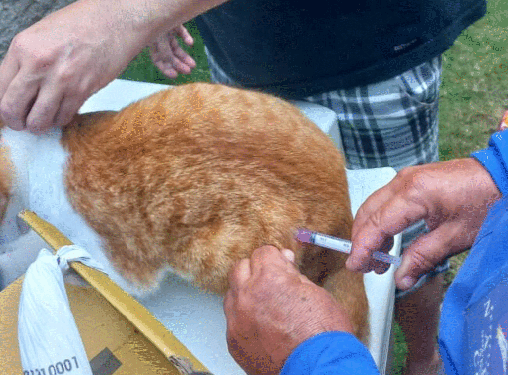 Natal alcança meta de vacinação na Campanha Antirrábica 2025