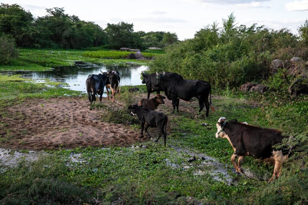 Governo decreta emergência e adota medidas para atenuar efeitos da seca no RN
