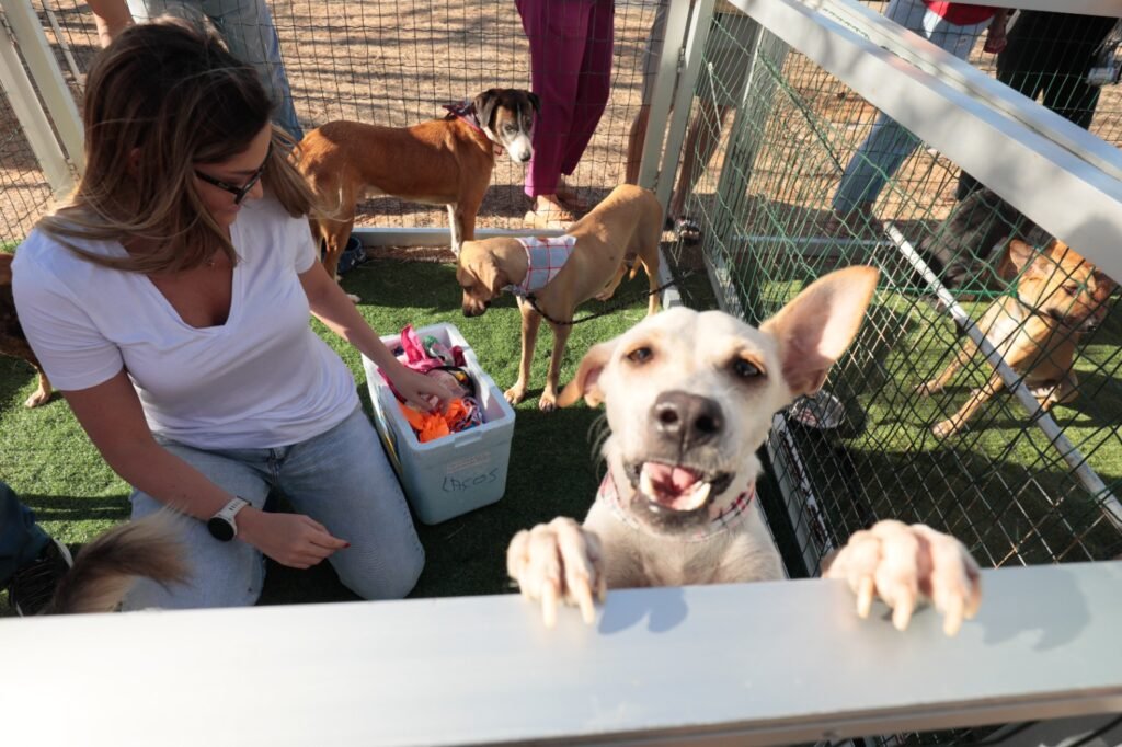 1ª edição do Rolê dos Pets acontece em Natal com adoção de animais, serviços gratuitos e atrações para toda a família