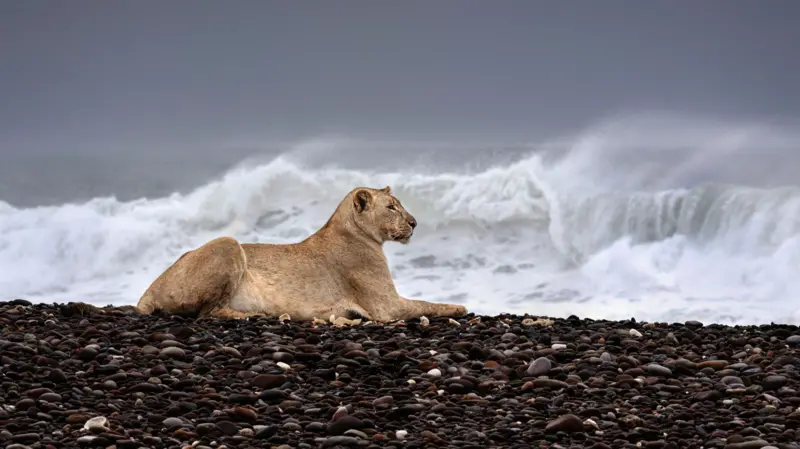 As incríveis imagens de leões que abandonaram deserto para caçar na praia