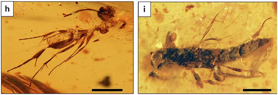 Cientistas encontram âmbar de 112 milhões de anos cheio de insetos ancestrais