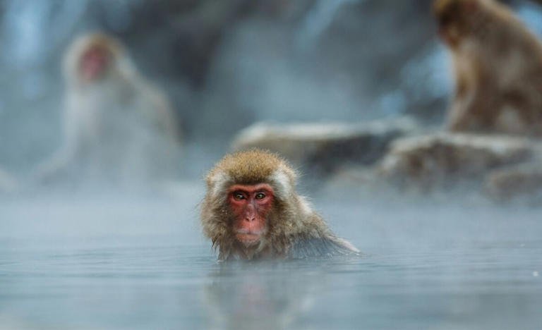 Há anos, cientistas se perguntam por que gostamos de beber álcool. A resposta está nos macacos