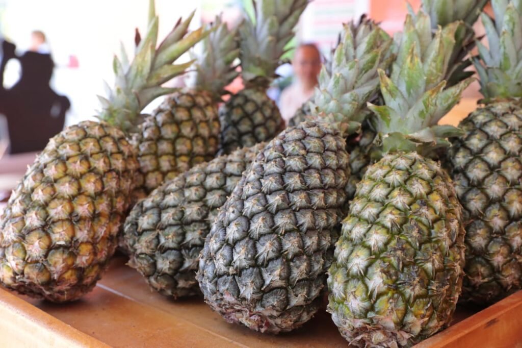 Governo do RN lança editais de R$ 2,1 milhões para a agricultura familiar e anuncia reforma de mercado