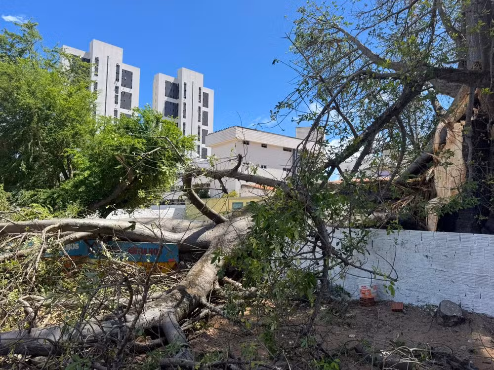 Cinco imóveis são interditados após parte de baobá de 300 anos cair em Natal