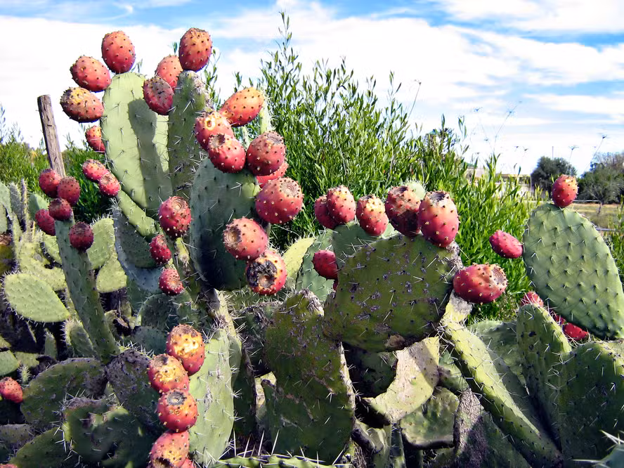 Suplemento a base de cacto lançado no Brasil promete acelerar recuperação muscular