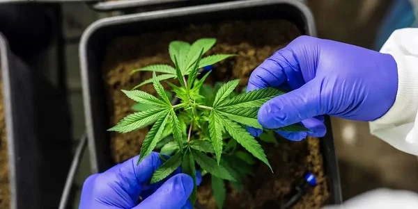 Estudo aponta que consumo de cannabis triplicou entre público feminino no Brasil