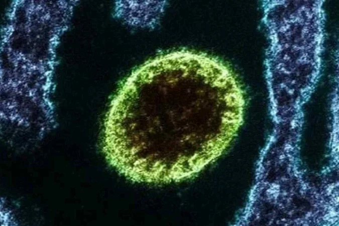 Letal e sem vacina: surto do vírus Nipah deixa a Ásia em alerta