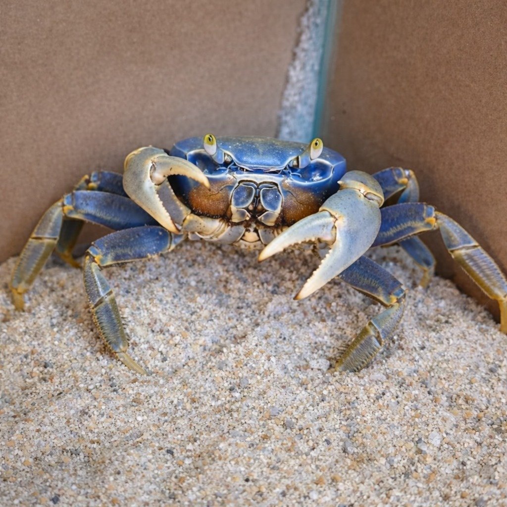 Primeira Lista Oficial de Espécies da Fauna Ameaçadas de Extinção do RN é instituída pelo Idema