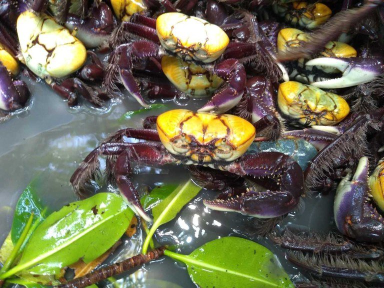 Idema reforça período de defeso do caranguejo-uçá no RN