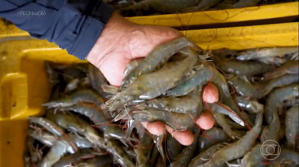 Do laboratório ao viveiro: como uma tecnologia criada no RN fez produtores de camarão ganharem mais