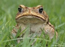 Pouca gente sabe, mas cinco animais da Caatinga conseguem prever a chegada da chuva com precisão surpreendente, muito antes de qualquer previsão do tempo