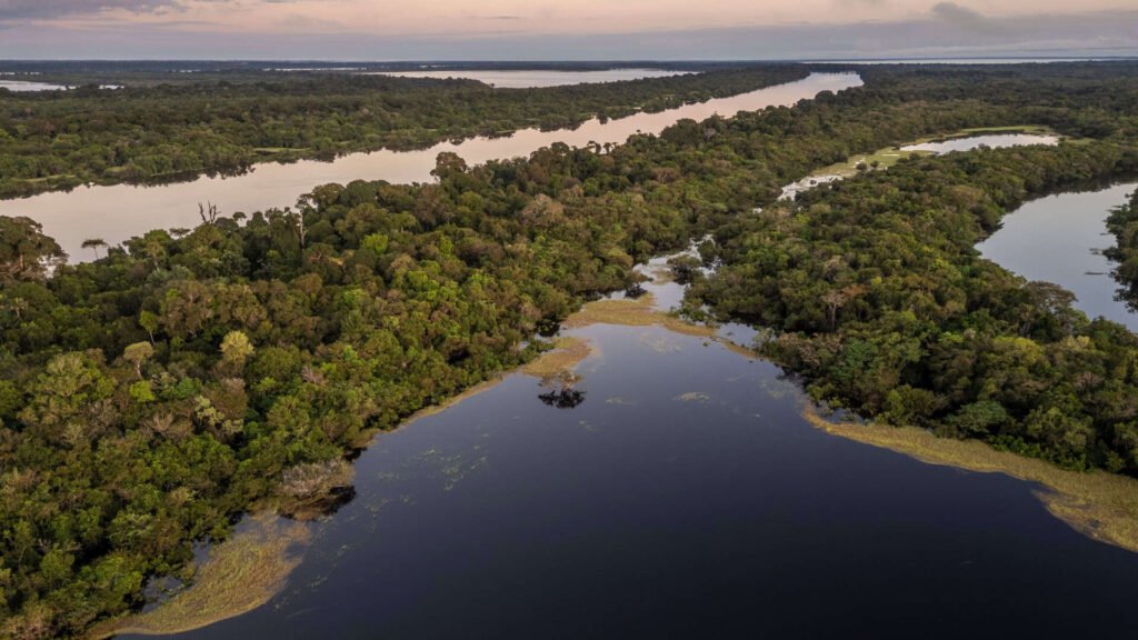A Amazônia não é o pulmão da Terra, diz a Ciência. E agora?