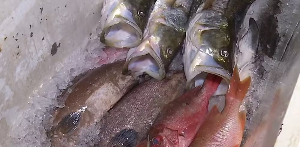 Sesap investiga cinco surtos de ciguatera no RN; veja orientações