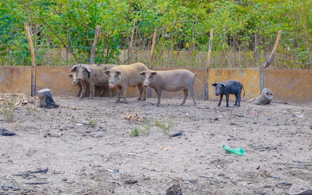 Alerta: decretada emergência sanitária após confirmação de peste suína clássica