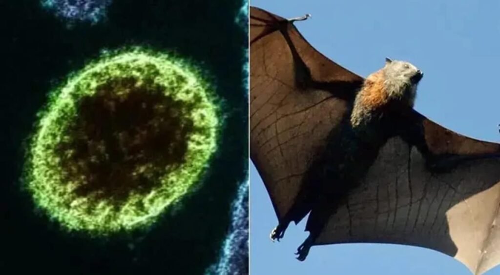 Novo vírus sem cura surge na Índia e acende alerta entre especialistas do mundo todo