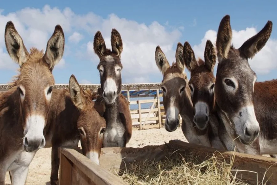 Perigo de extinção: abate de 60 mil jumentos por ano ameaça espécie