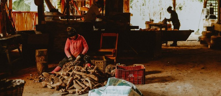 Engenhos de farinha de mandioca de SC viram patrimônio cultural do Brasil
