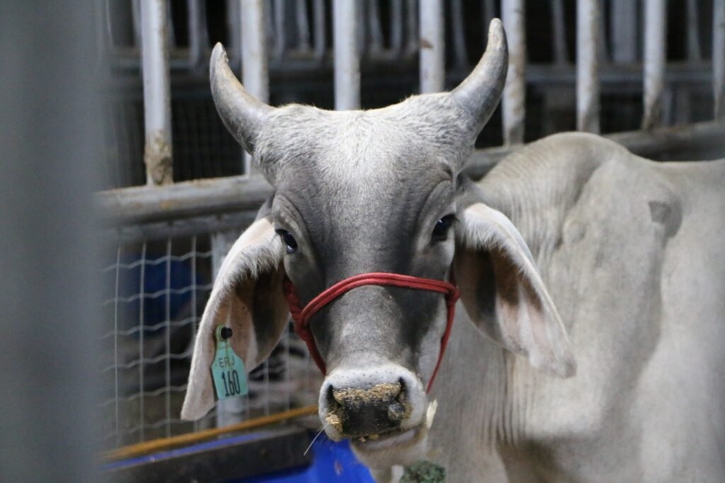 27ª Exponovos movimenta a região do Seridó neste fim de semana