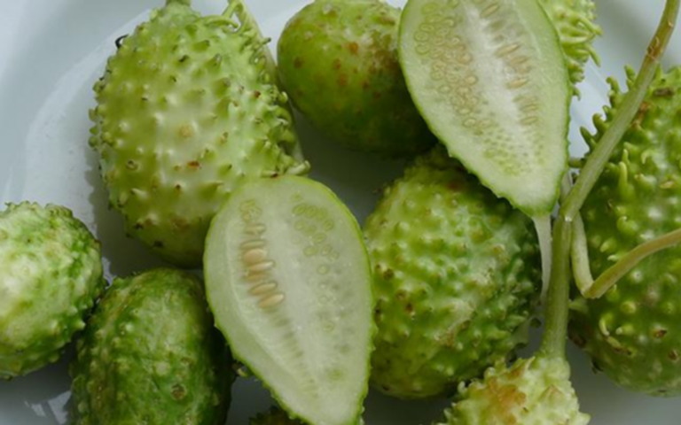 O vegetal mais esquecido é um dos mais poderosos: conheça os benefícios do maxixe e como cozinhar