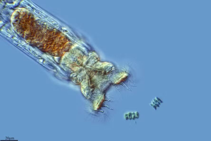 Este animal voltou à vida após 24 mil anos congelado no solo da Sibéria