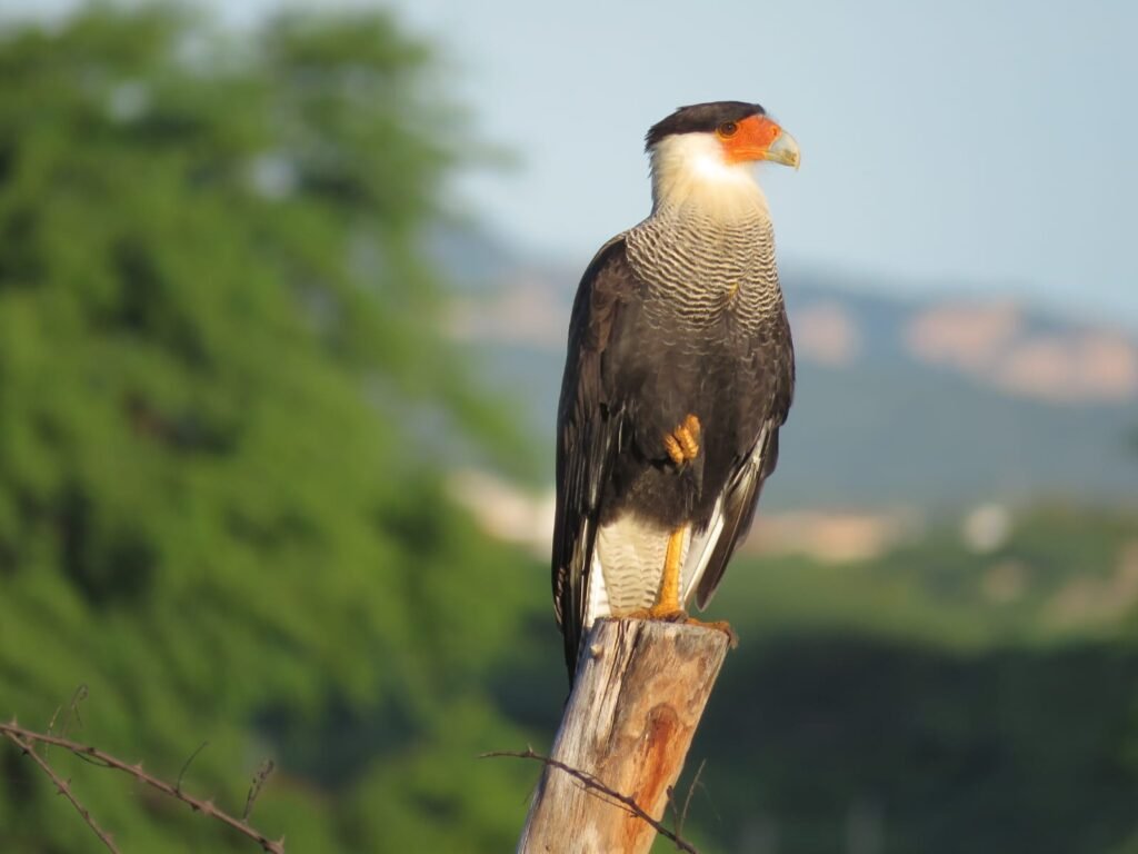 De Caicó para o mundo: guia internacional reúne mais de 230 fotos de aves do Seridó potiguar