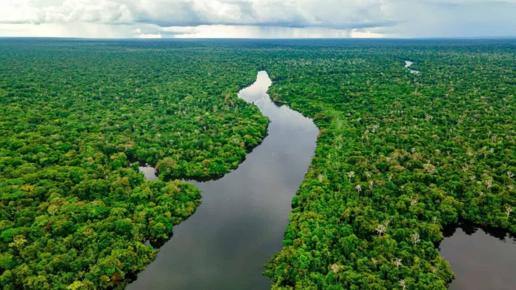 El Niño pode transformar a Amazônia de aliada em inimiga do clima, aponta pesquisa