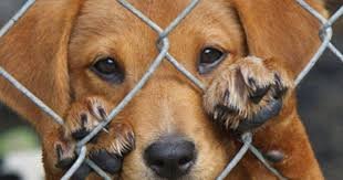 Homem queima cachorro vivo para gerar “sofrimento e terror” na ex