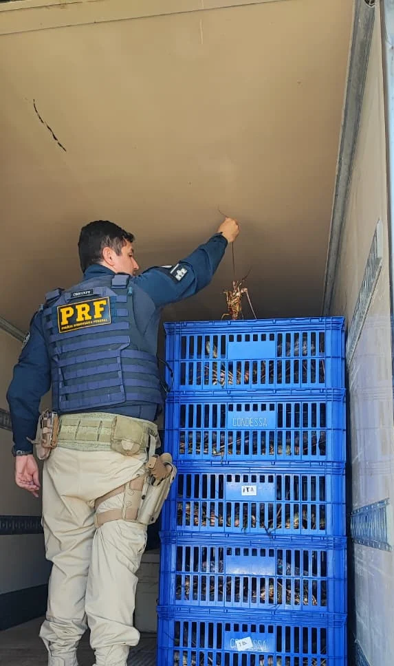 PRF apreende mais de 812 kg de lagosta transportada irregularmente em Mossoró
