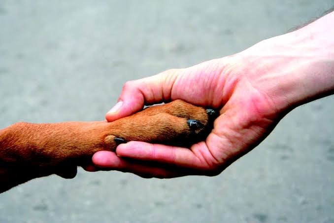Nova lei de proteção e bem-estar animal será sancionada nesta terça-feira (07)