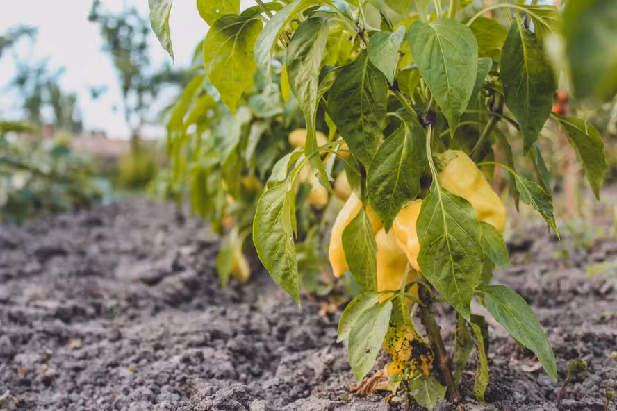 Esta startup diz fazer plantas crescerem mais rápido usando som