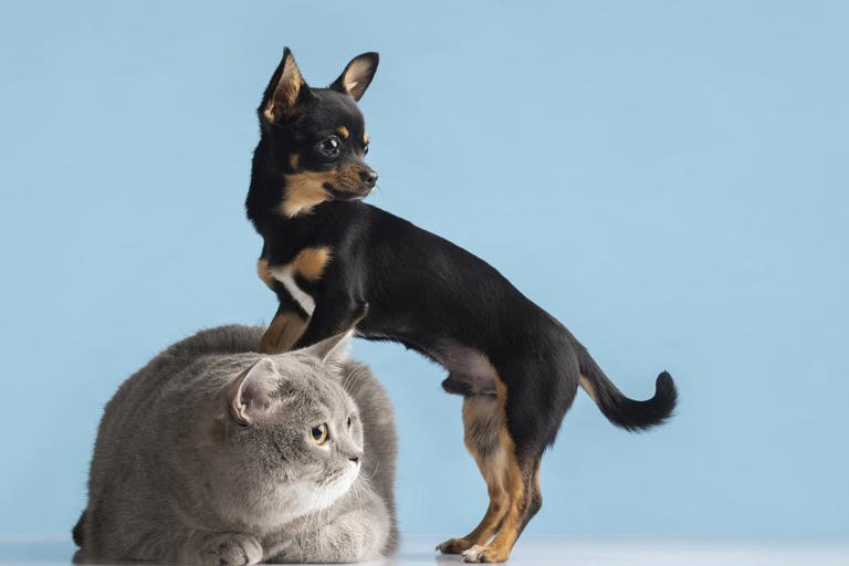 Psicóloga explica por que algumas pessoas preferem pets a humanos