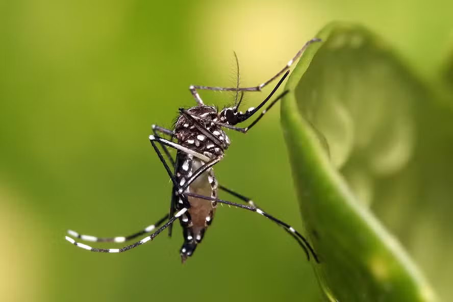 Por que mosquitos picam mais algumas pessoas do que outras? Estudo investigou