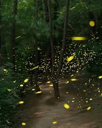 Vagalumes estão desaparecendo diante dos nossos olhos: Brasil abriga cerca de 500 espécies, mas perda de habitat, agrotóxicos e luz artificial estão tornando cada vez mais raro o espetáculo natural que iluminou noites por gerações