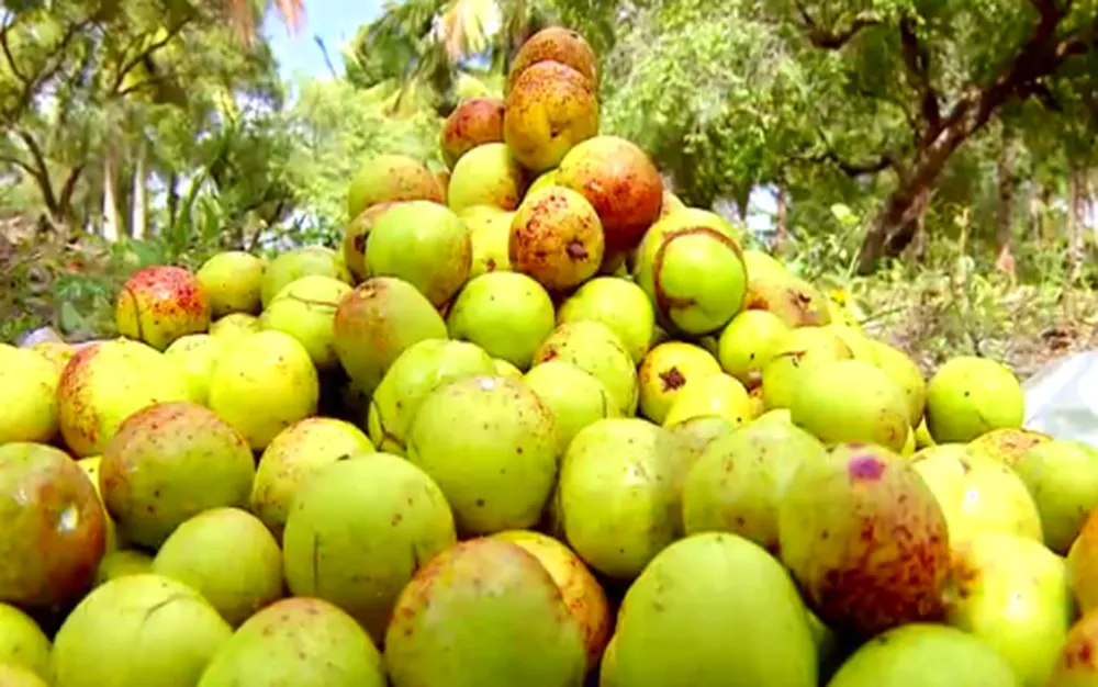 Mangaba e umbu foram frutos mais extraídos do RN em 2025, aponta IBGE